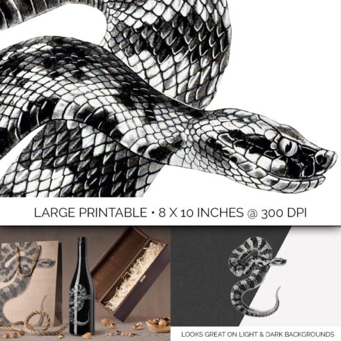 Snake Clipart Vintage 8 x 10 Inch File – MasterBundles