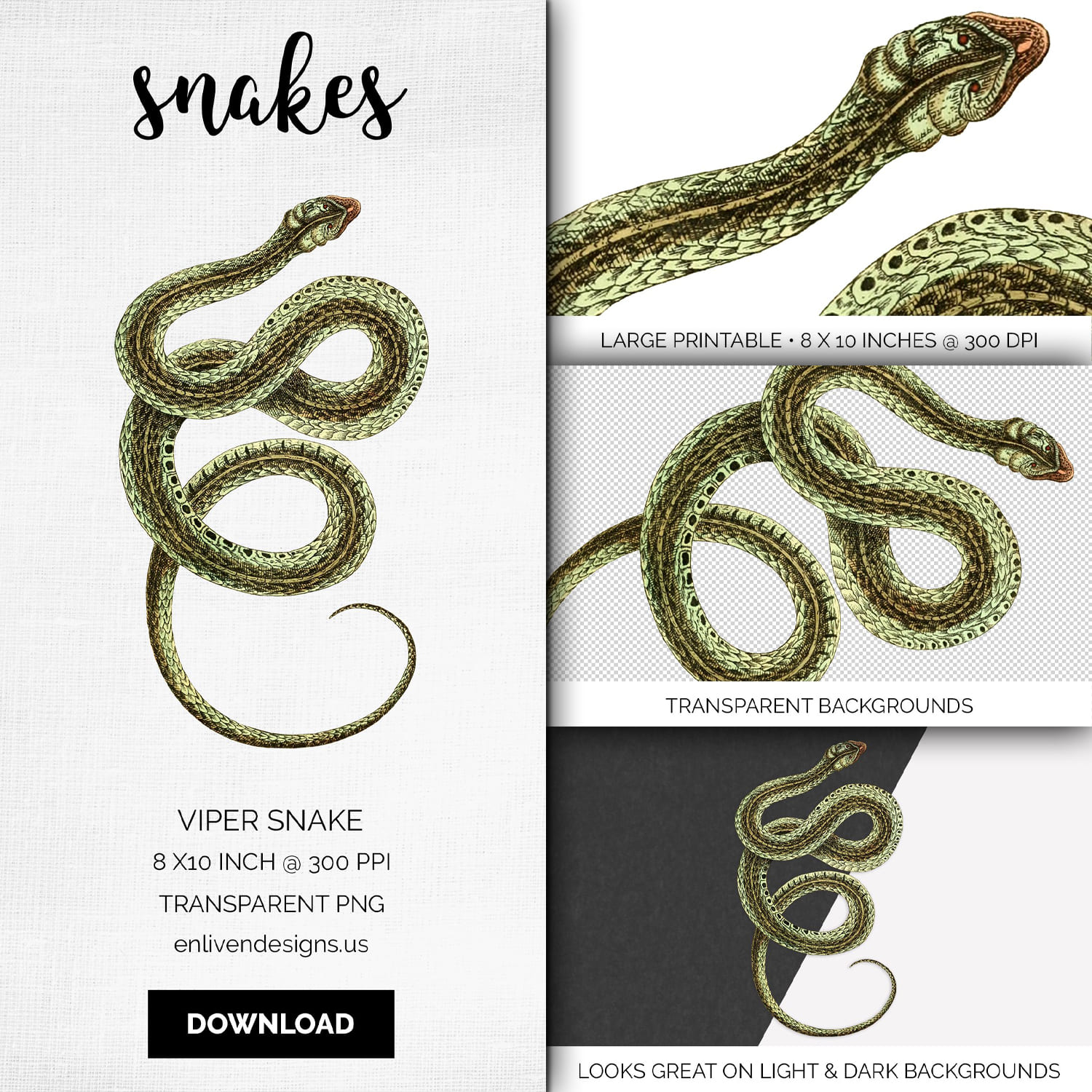 Colorful set of images with viper snake.