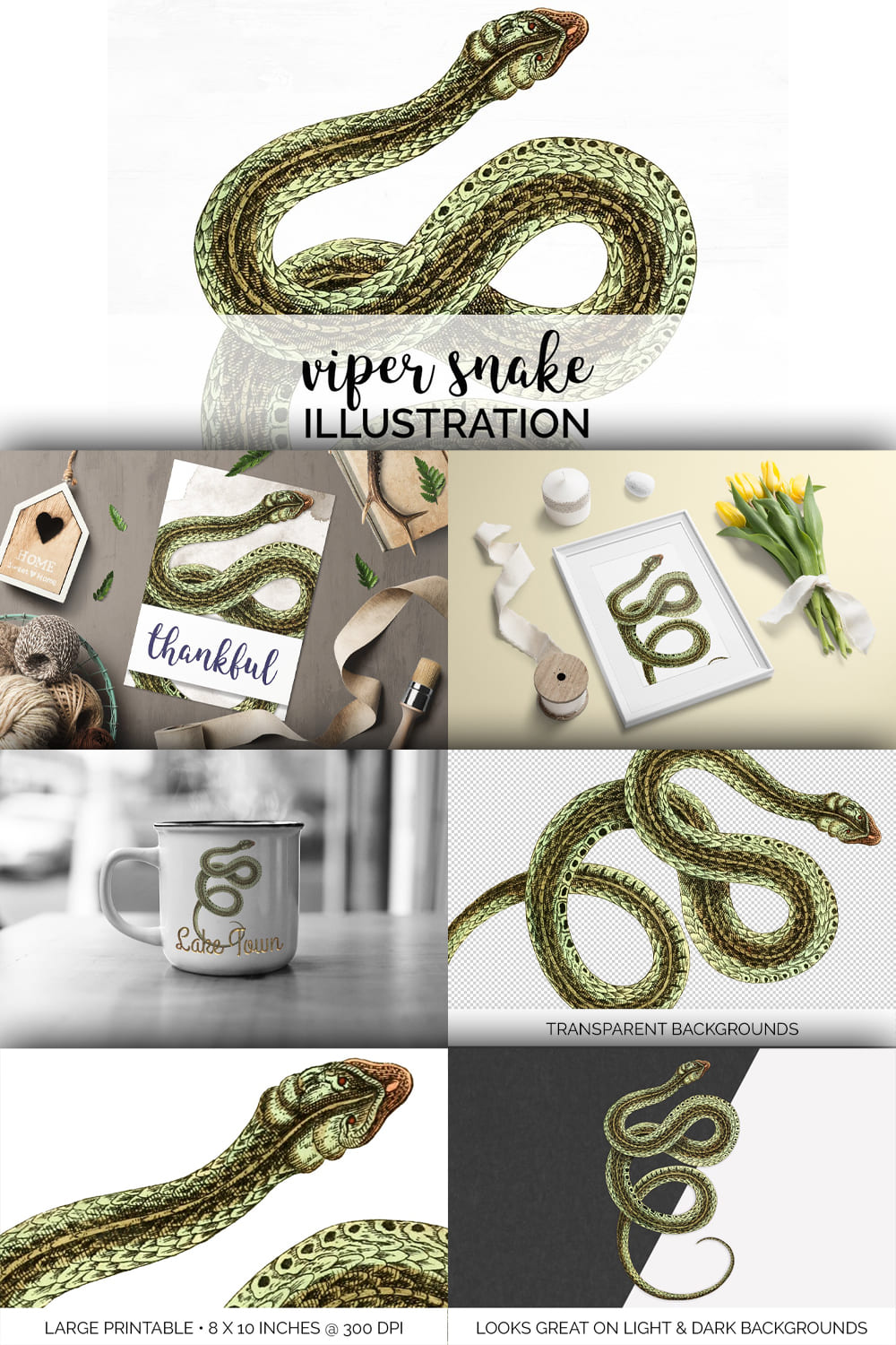 Collection of colorful images viper snake.