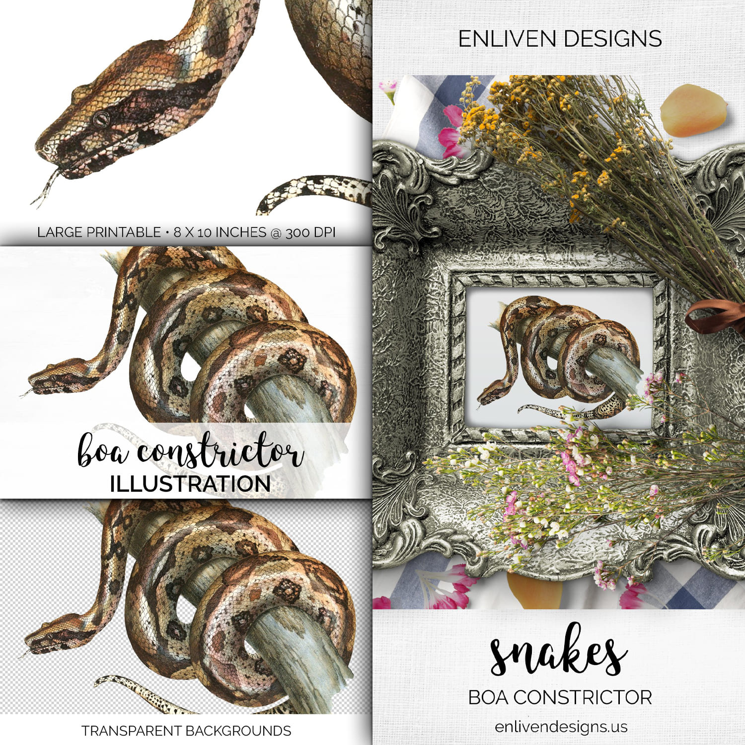 Colorful set of images with boa constrictor.