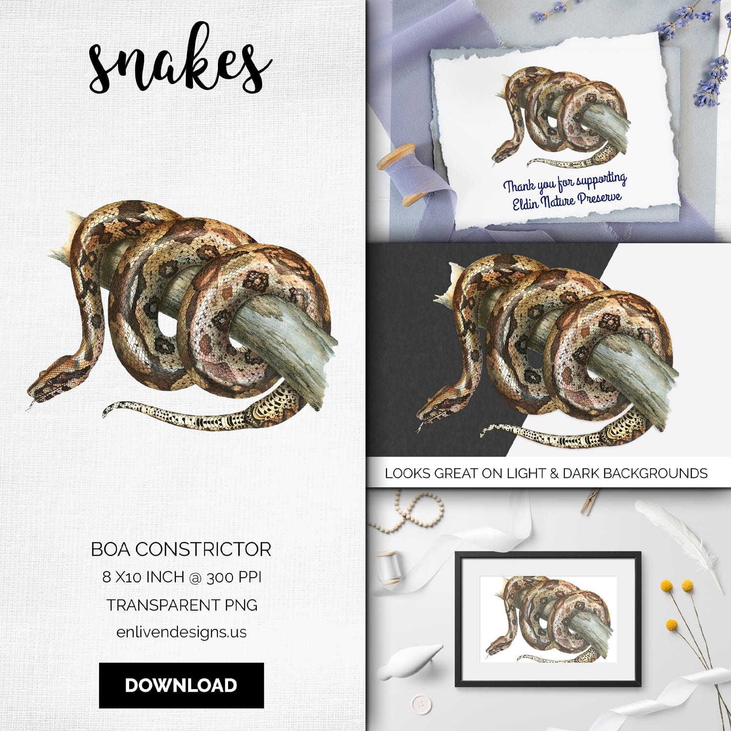 Cover images of vintage boa constrictor.