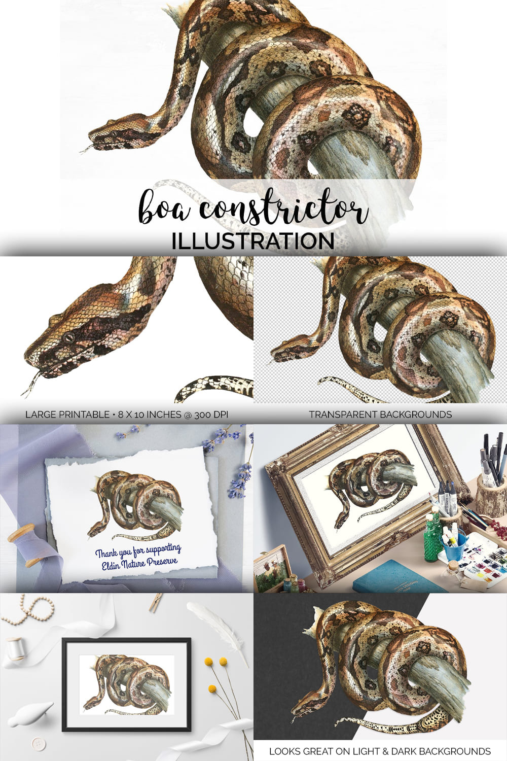 Collection of colorful images boa constrictor.