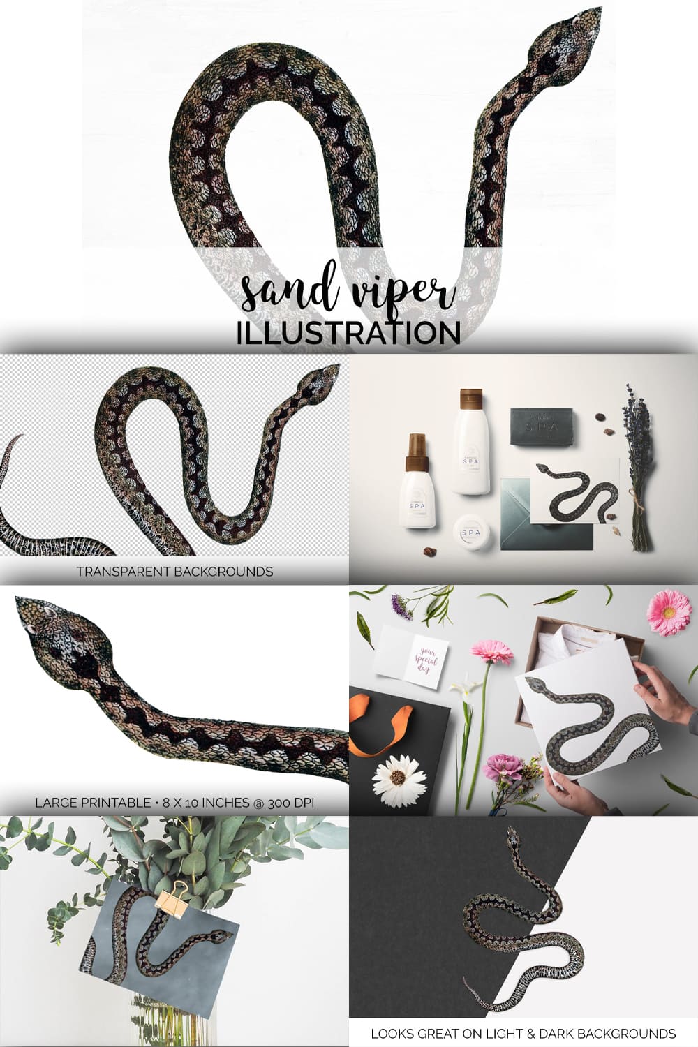Collection of colorful images sand viper.