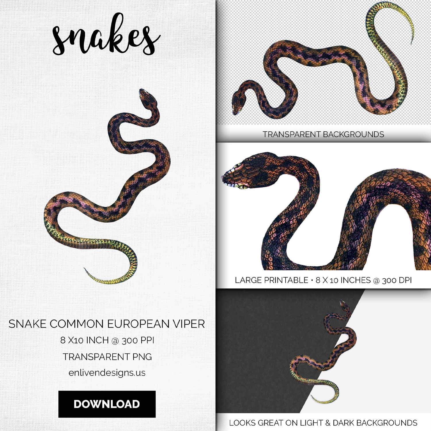 Cover images of vintage common european viper.