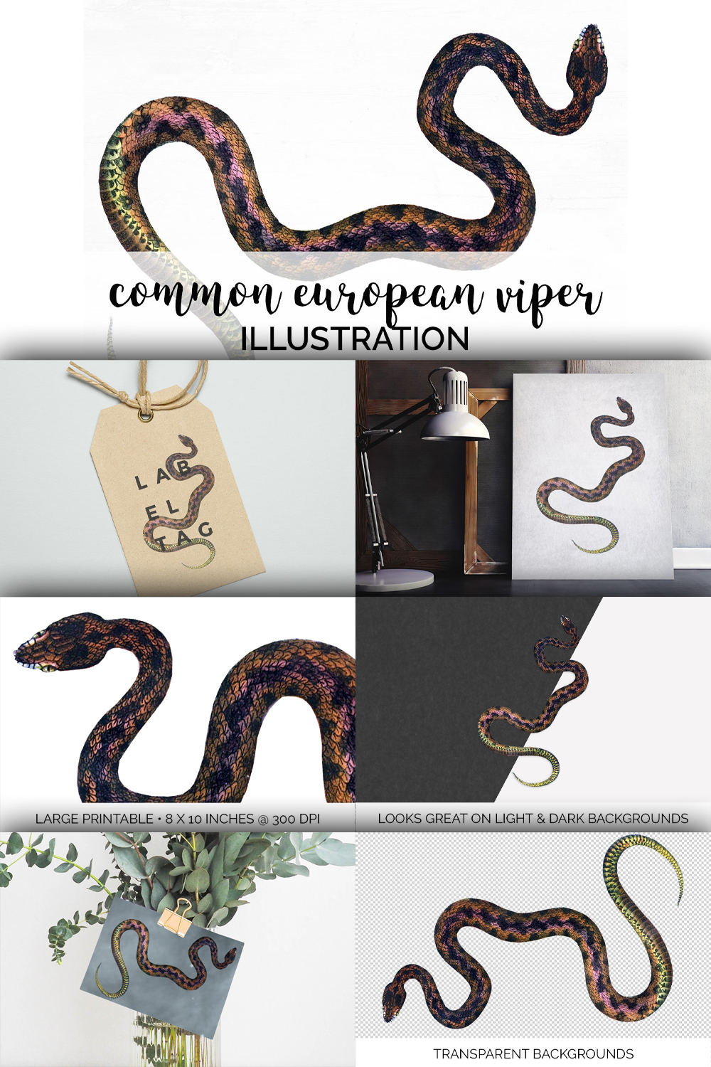 Collection of colorful images common european viper.