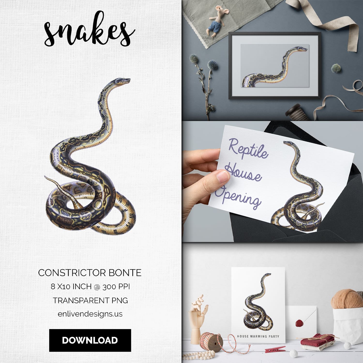 Cover images of vintage boa constrictor bonte.