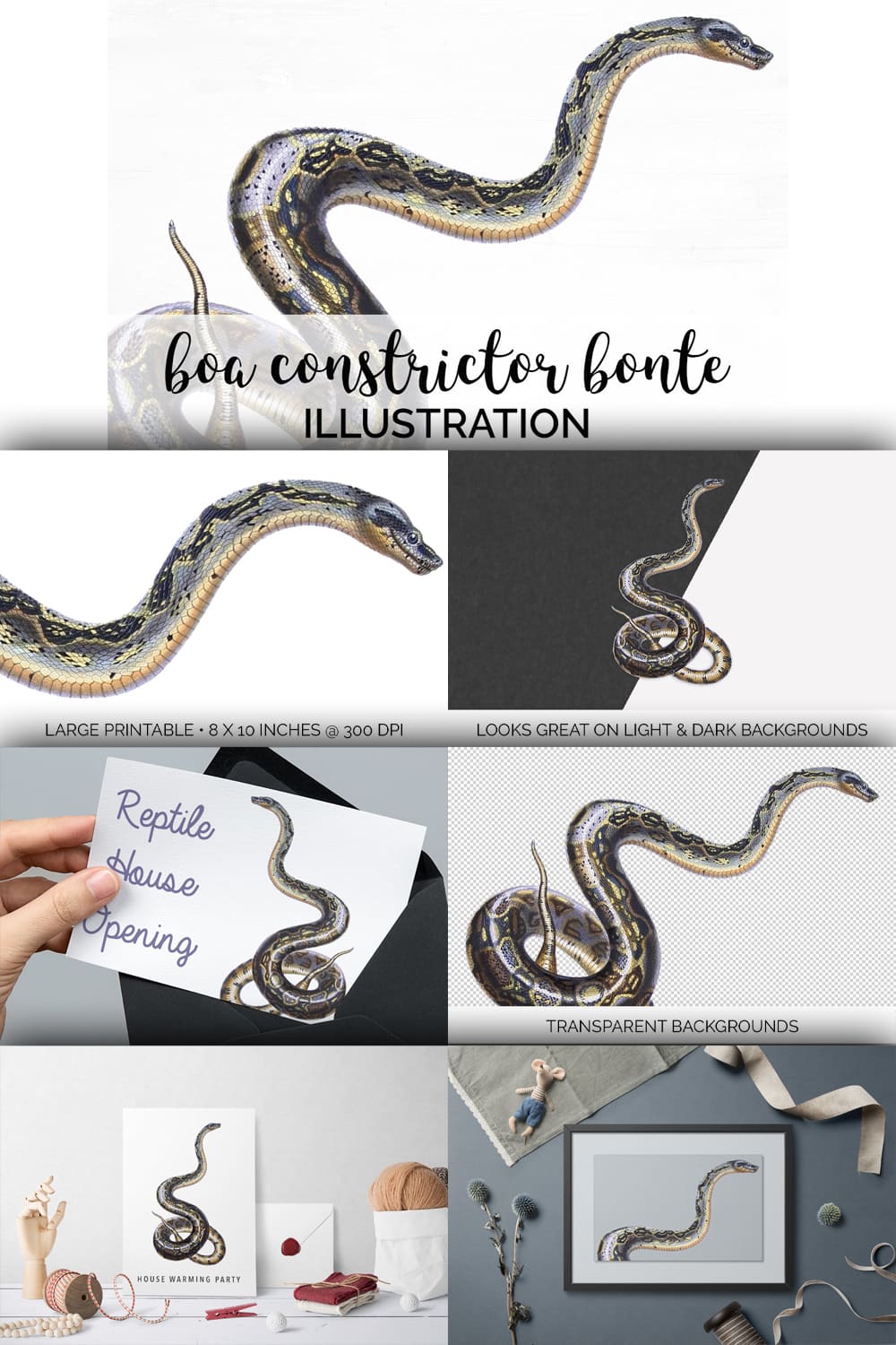 Colorful set of images with boa constrictor bonte.