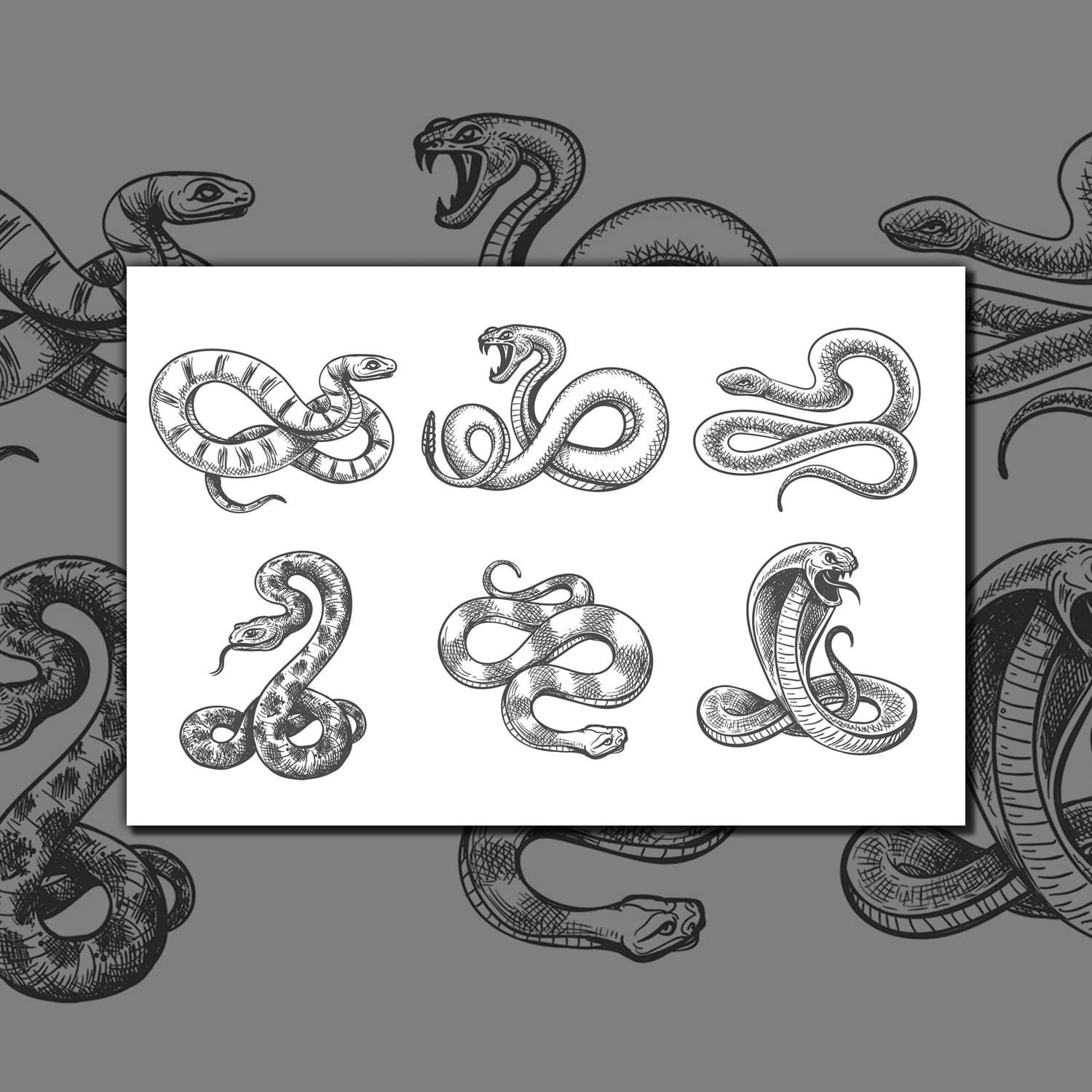 Collection of hand-drawn images of wild snakes.