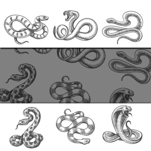 Snakes Sketch Set – MasterBundles