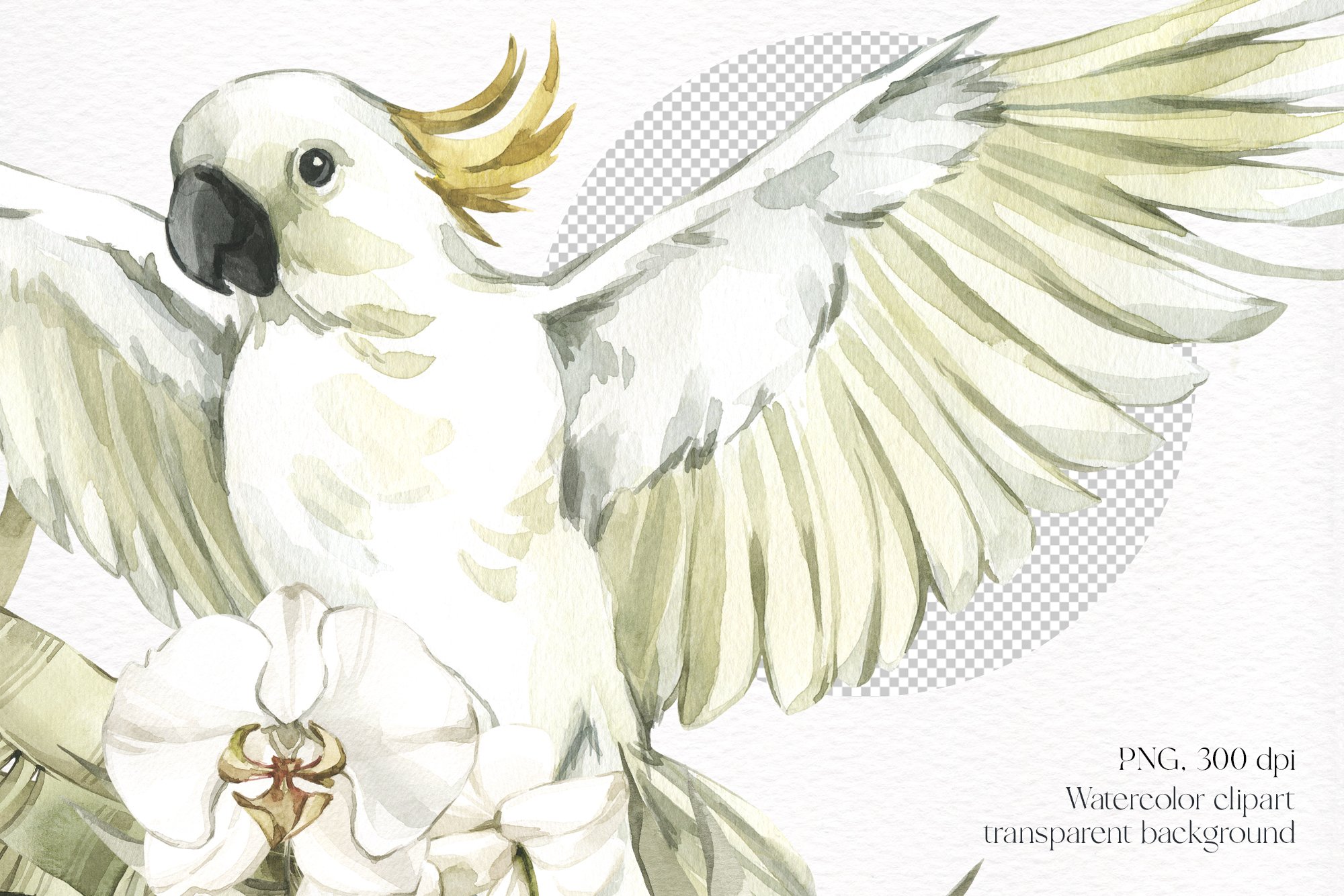 Delicate white parrot in a watercolor style.