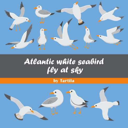 Atlantic white seabird fly at sky. Beach seagull at quay.