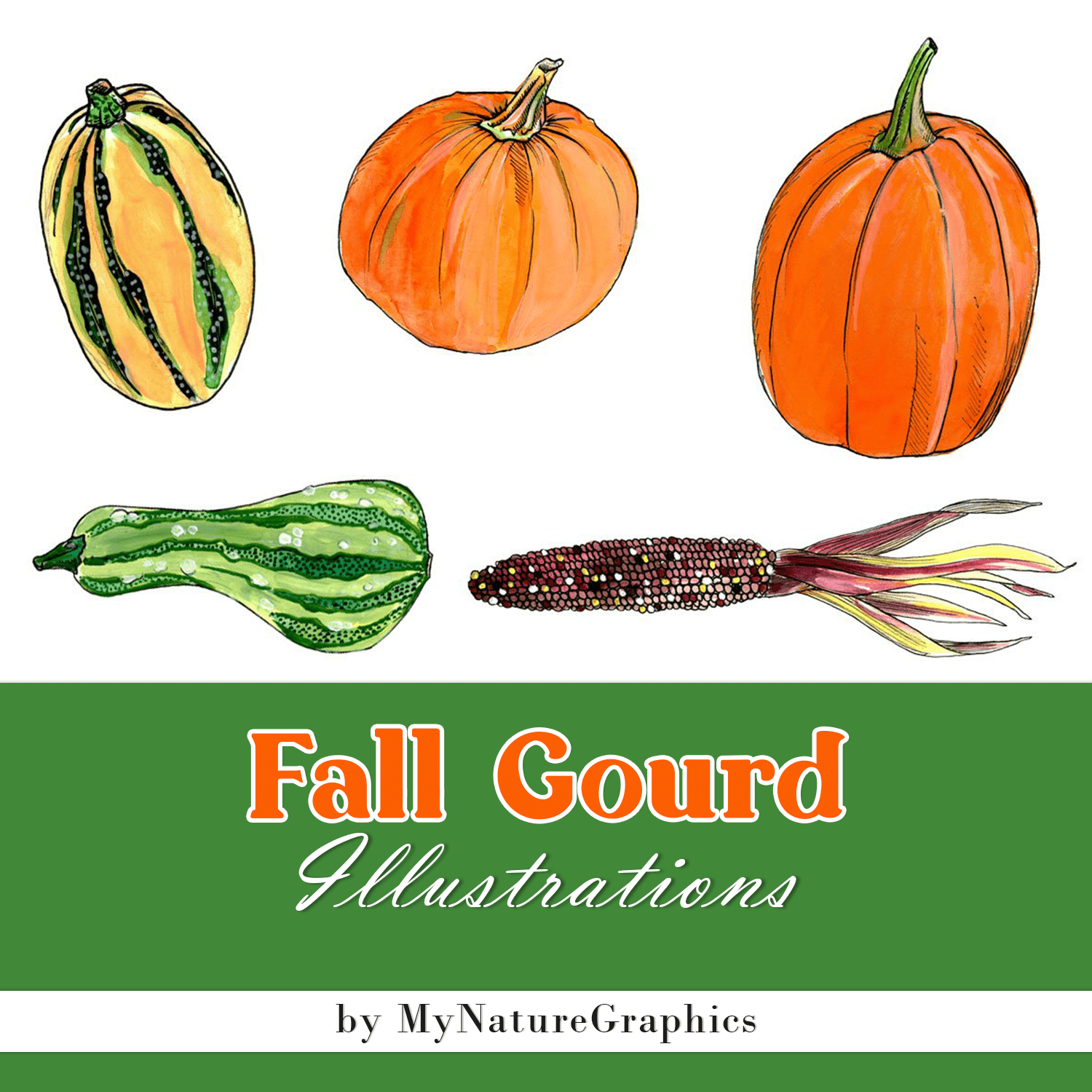 Fall Gourd Illustrations.