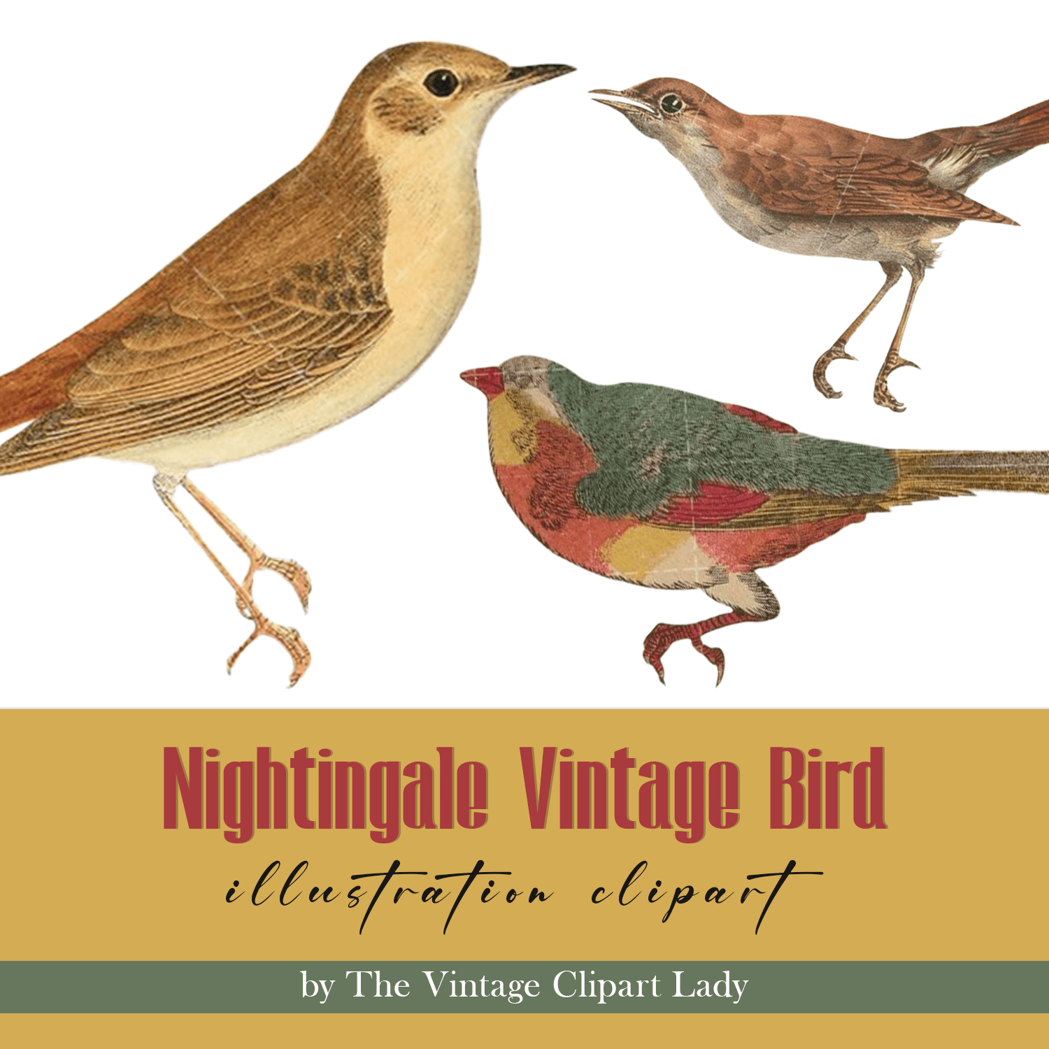 Nightingale Vintage Bird illustration Clip Art, Clipart cover.
