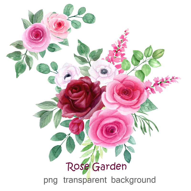 Rose Garden - Set of Watercolor Flowers, transparent background.