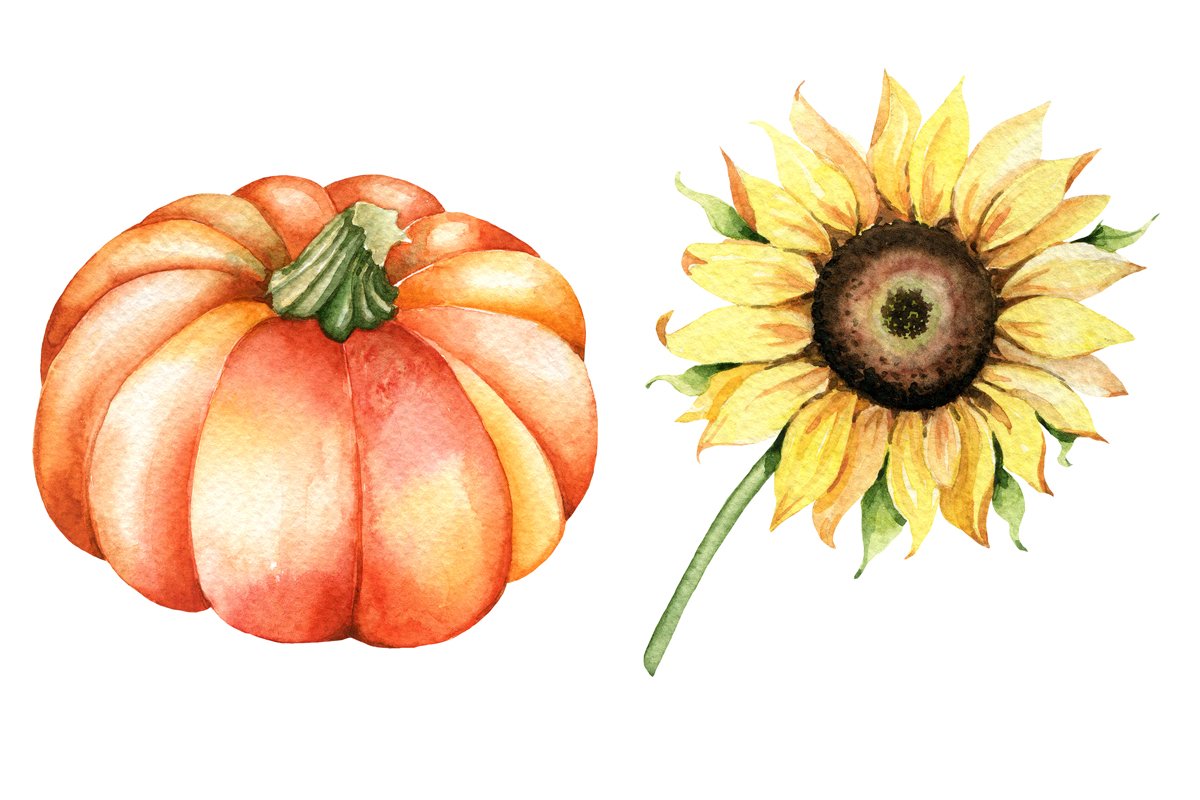 Pumpkin and a sunflower on a white background.