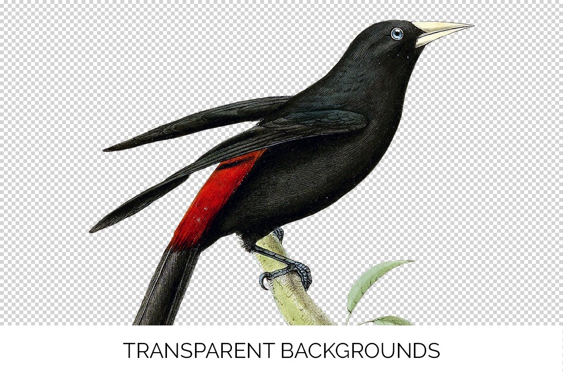 Use this bird illustration with transparent background.