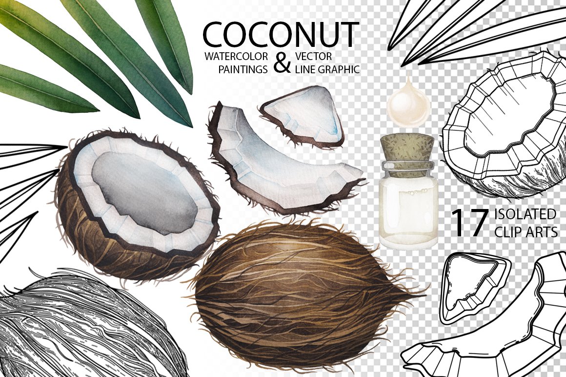 So cool realistic coconuts illustrations.