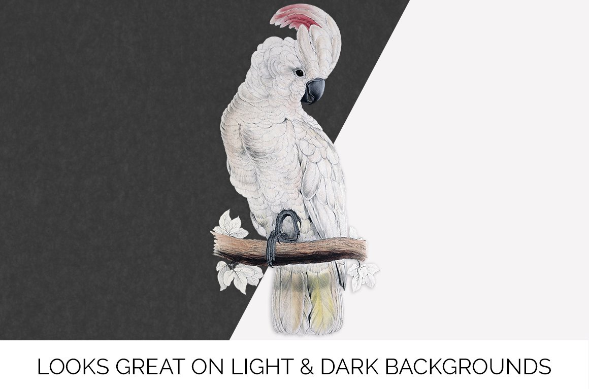 Black and white backgrounds options with parrot.