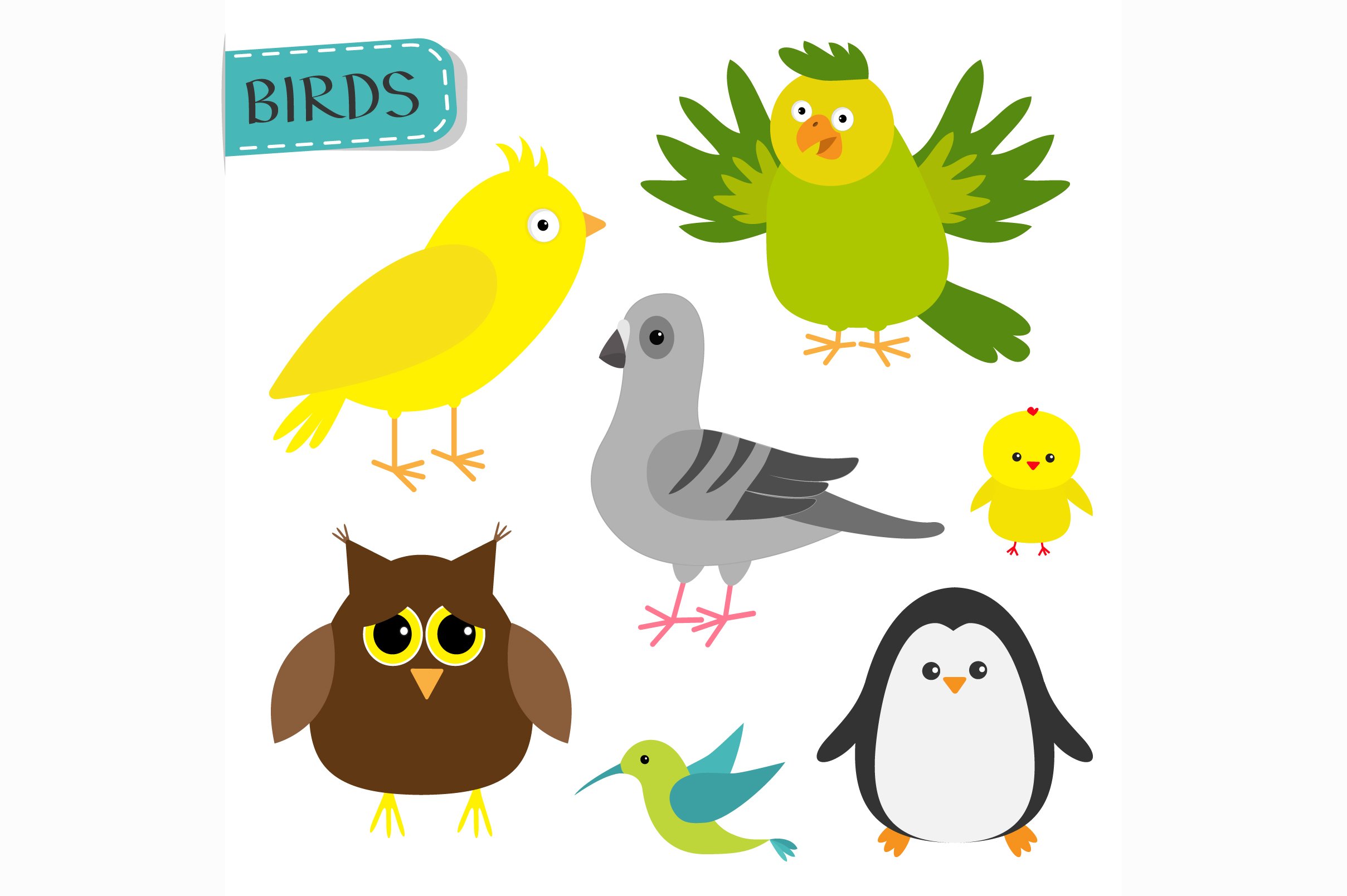 Diverse of birds illustrations.