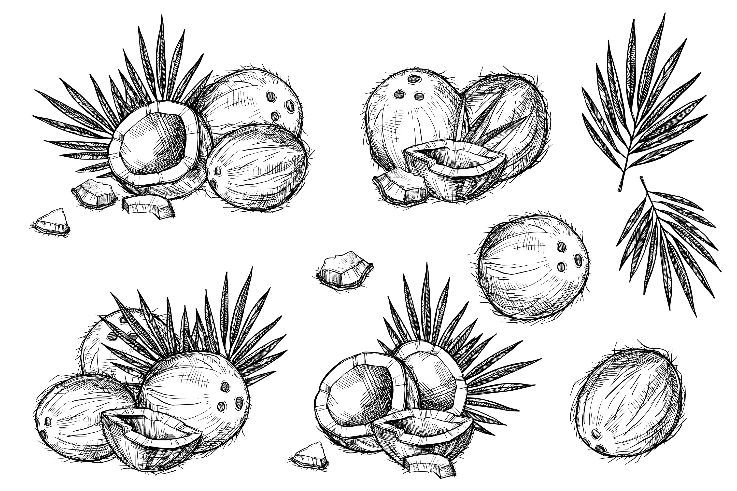 Hand drawn coconut illustrations.