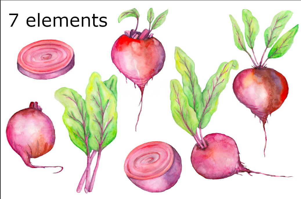 Some beets elements in a watercolor style.