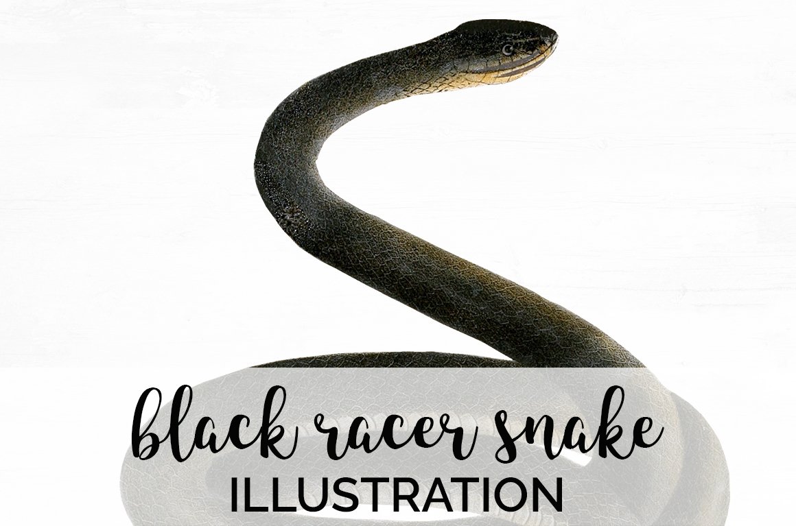 Bright vintage image of a colored black racer snake.