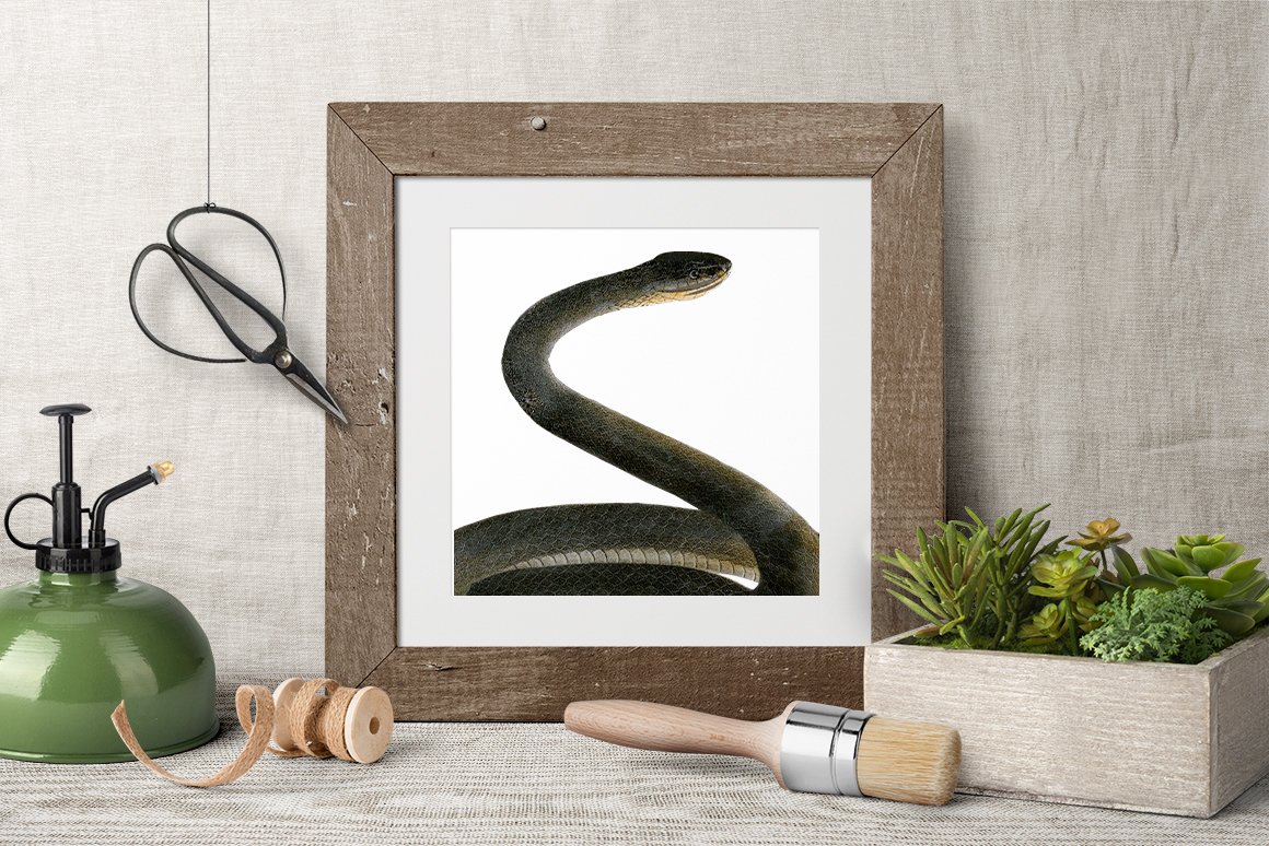 Wall picture with a wooden frame with a vintage image of a black racer snake.