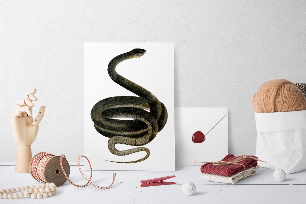 Graceful wall picture with colorful black racer snake.