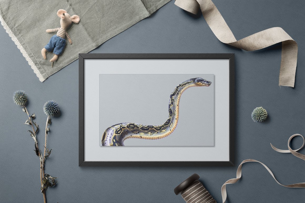 Wall picture with a black wooden frame with an image of a charming boa constrictor bonte.