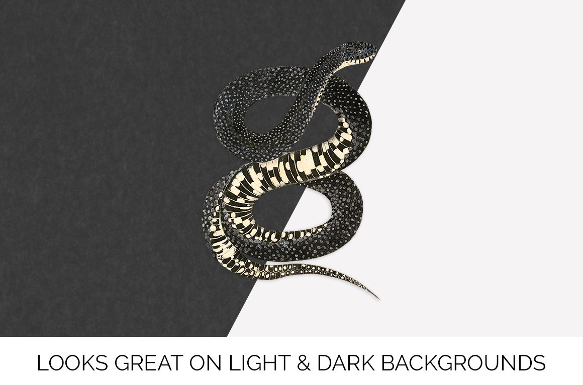 Charming bullsnake on a black and white background.