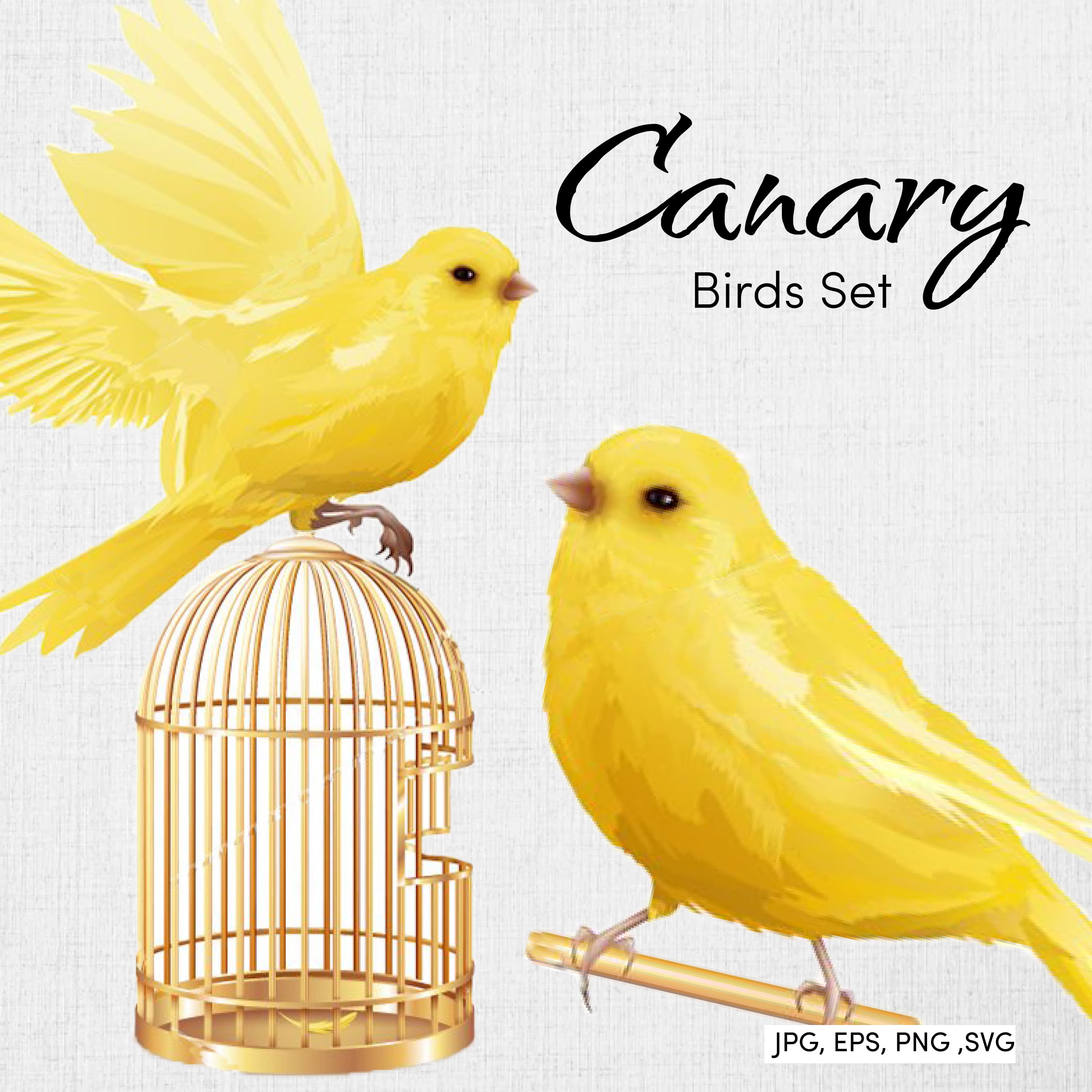 Canary Birds Set.