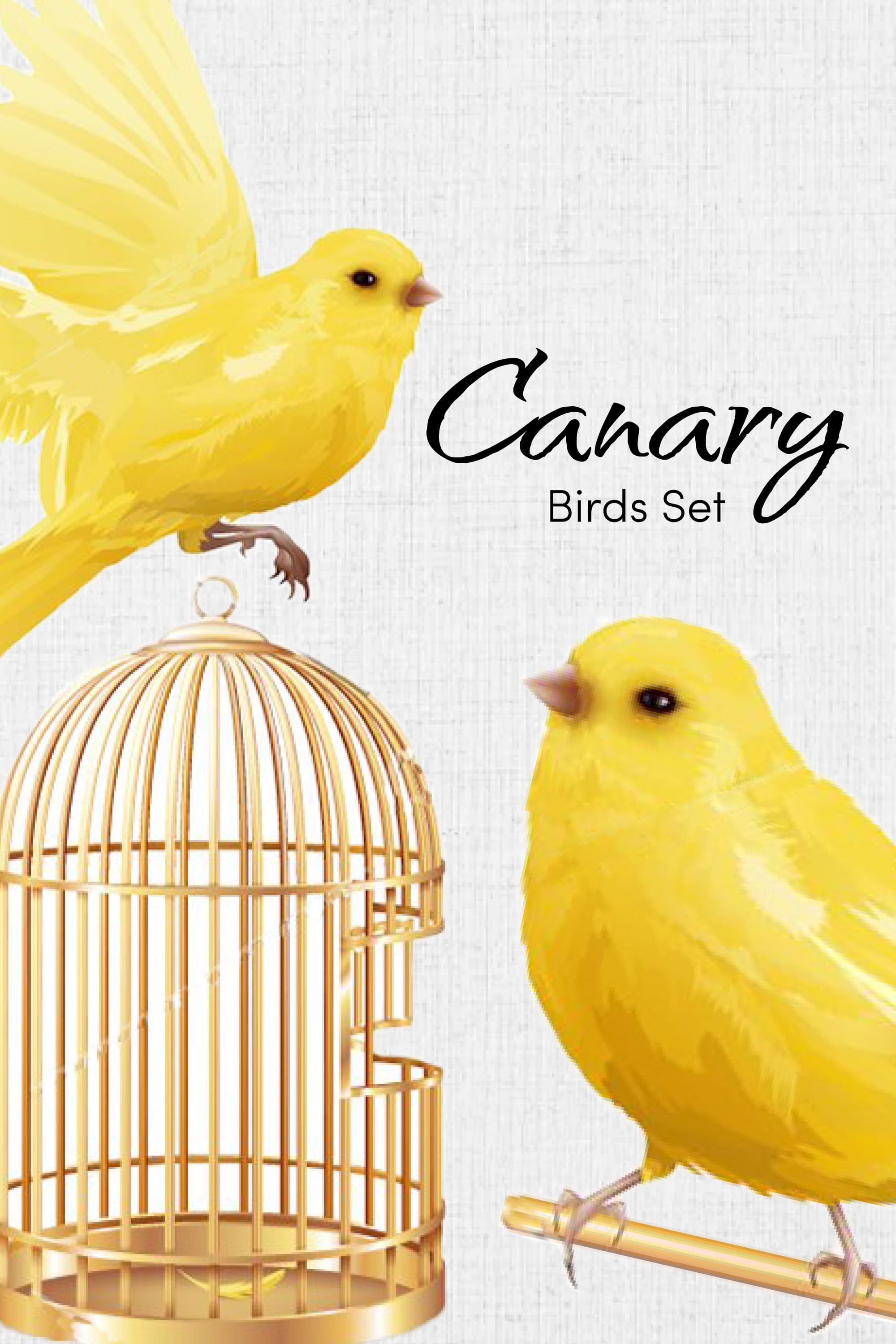 canary birds set pinterest