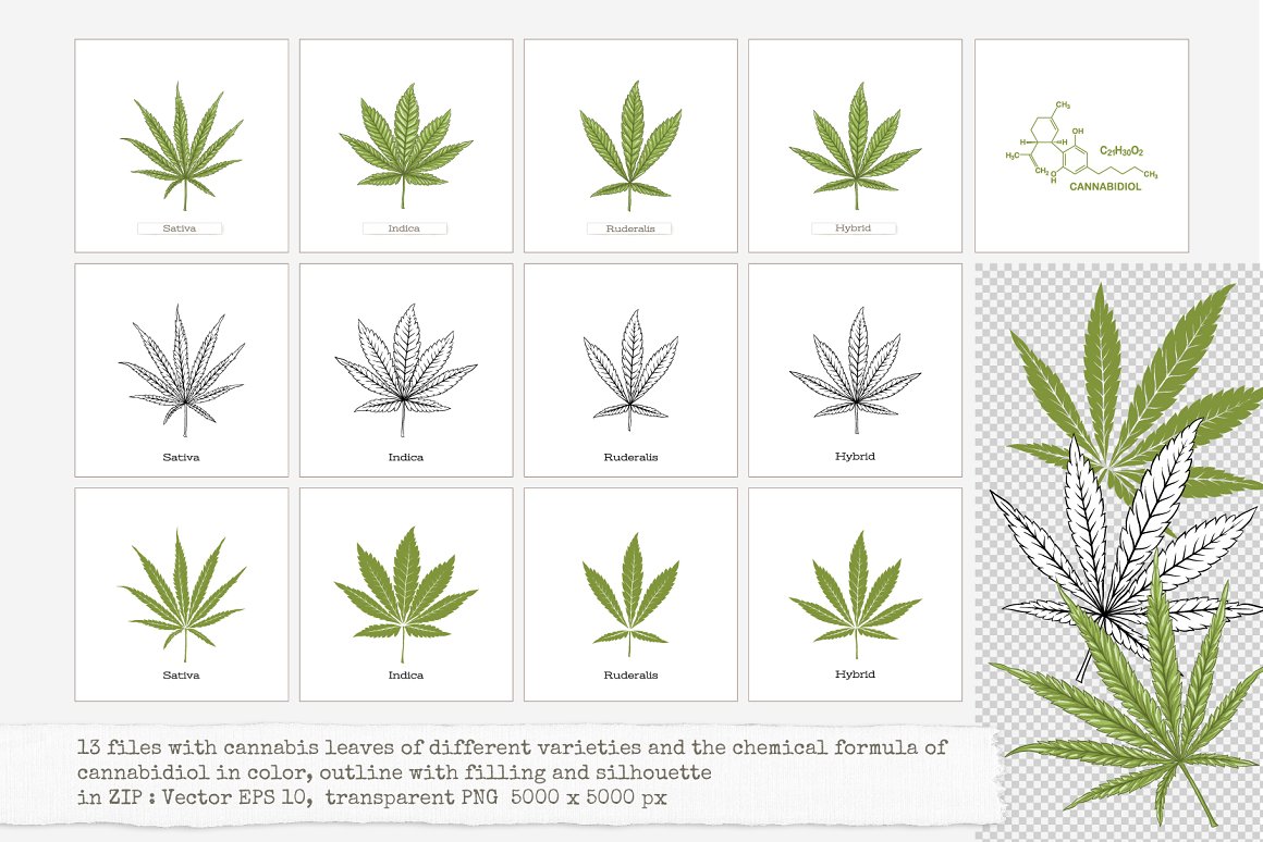 12 images of different types of cannabis leaves on a white background with their names and their molecular formula.