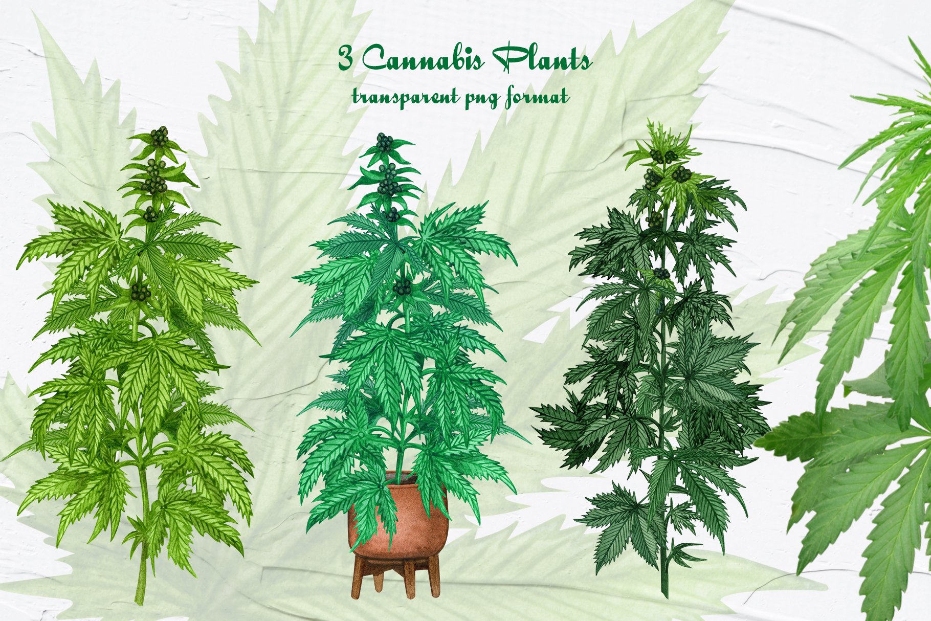 3 cannabis plants transparent png format.
