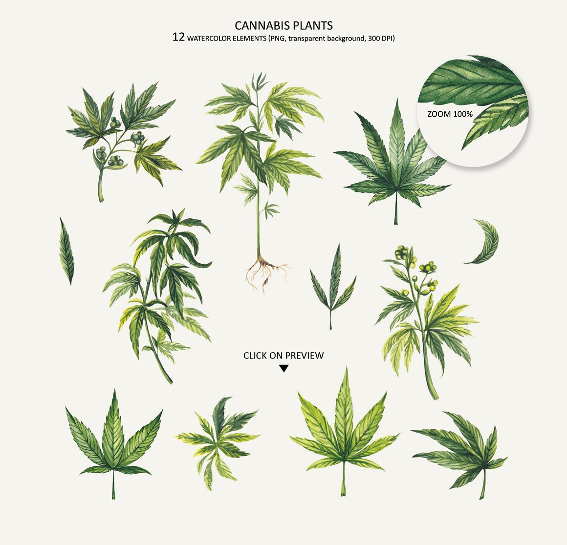 12 Cannabis Plants.