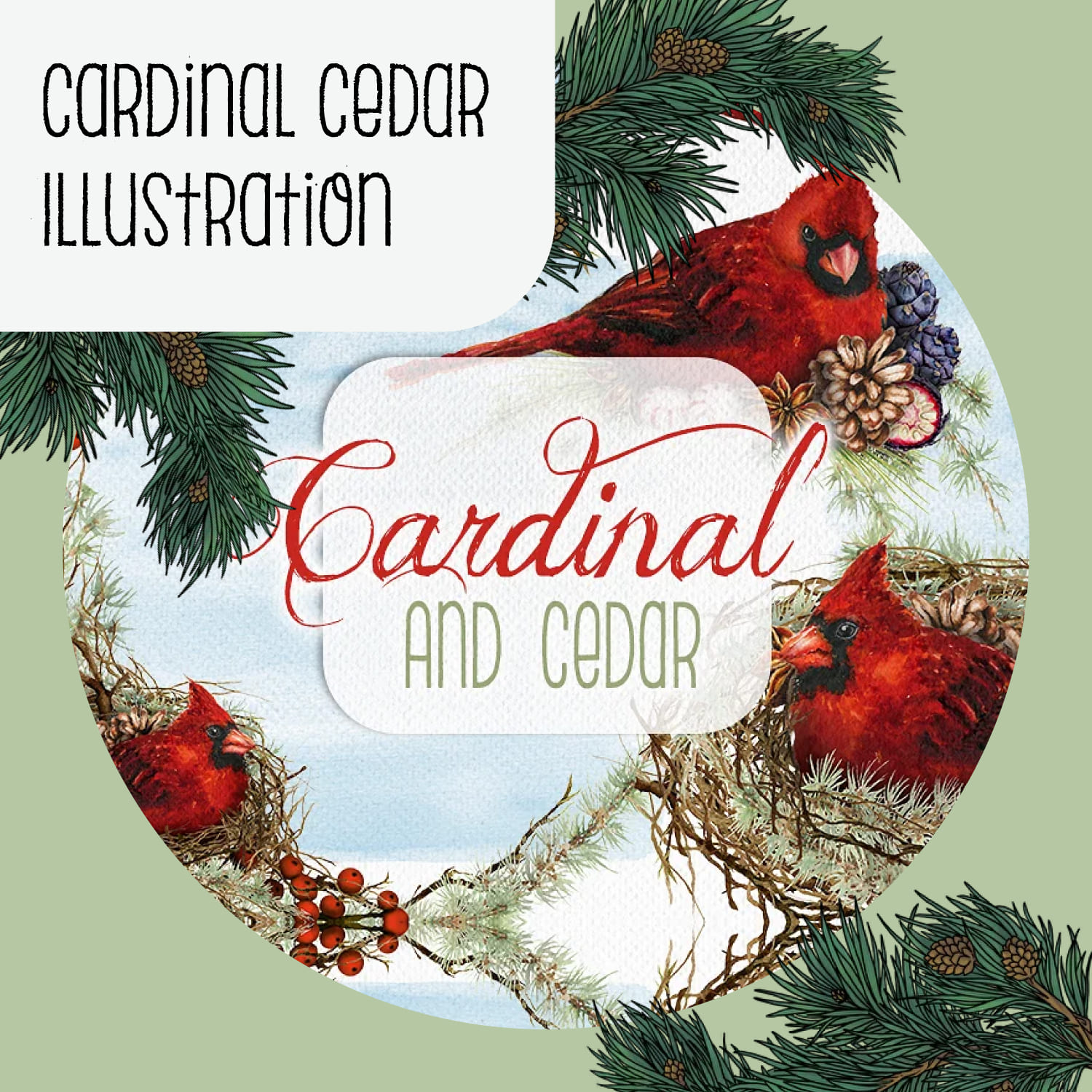 Cardinal Cedar Illustration.