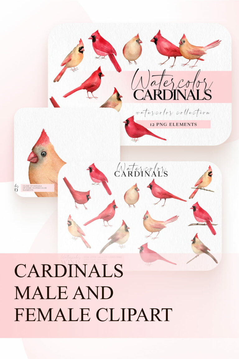 Cardinals Male and Female Clipart – MasterBundles