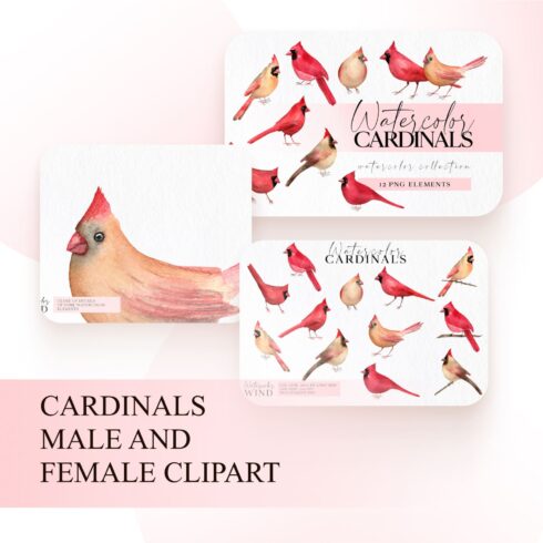 Cardinals male and female clipart.