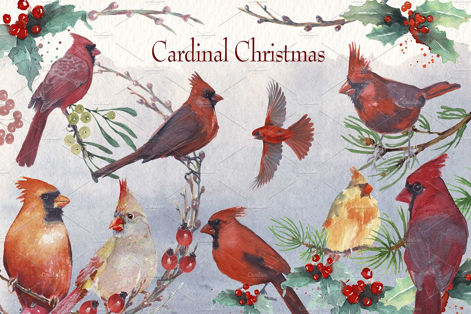 Diverse of red Christmas cardinal.
