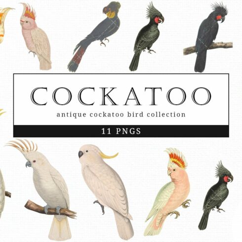 Cockatoo Vintage Bird Illustration Clip Art, Clipart | Master Bundles