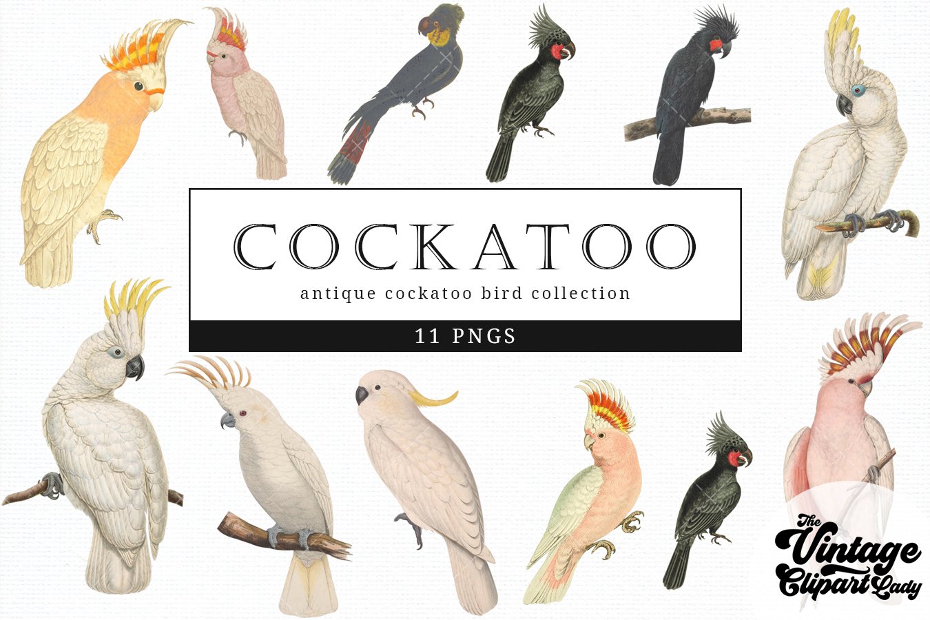 Diverse of light cockatoos.