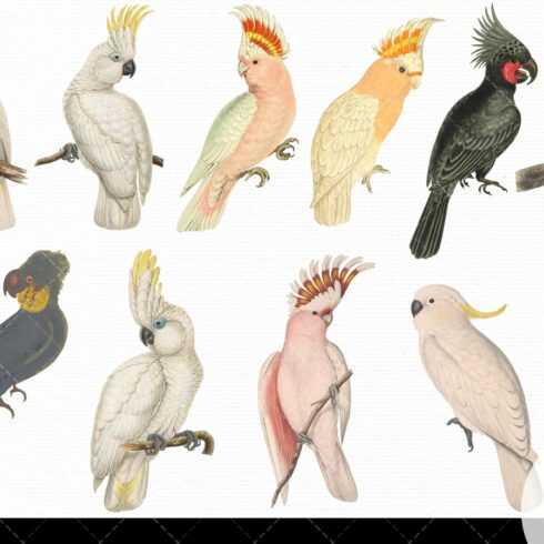 Cockatoo Vintage Bird Illustration Clip Art, Clipart | Master Bundles