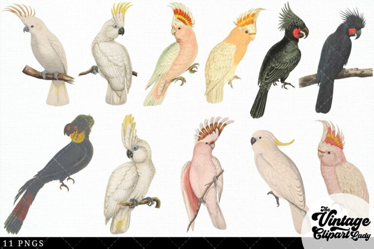 Cockatoo Vintage Bird Illustration Clip Art, Clipart – MasterBundles