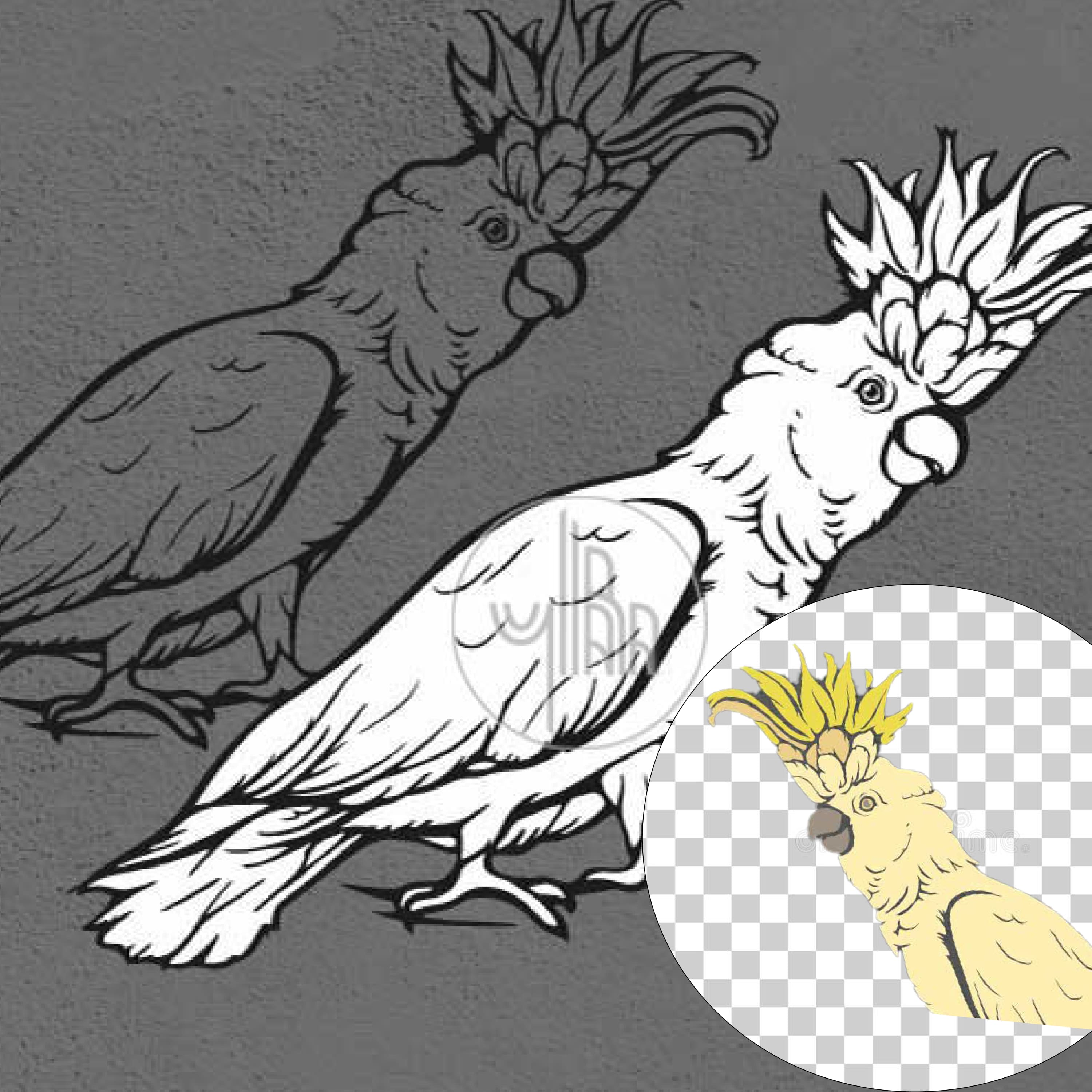 Cockatoo ink lineart, Parrot clip art, Bird vector file cover.