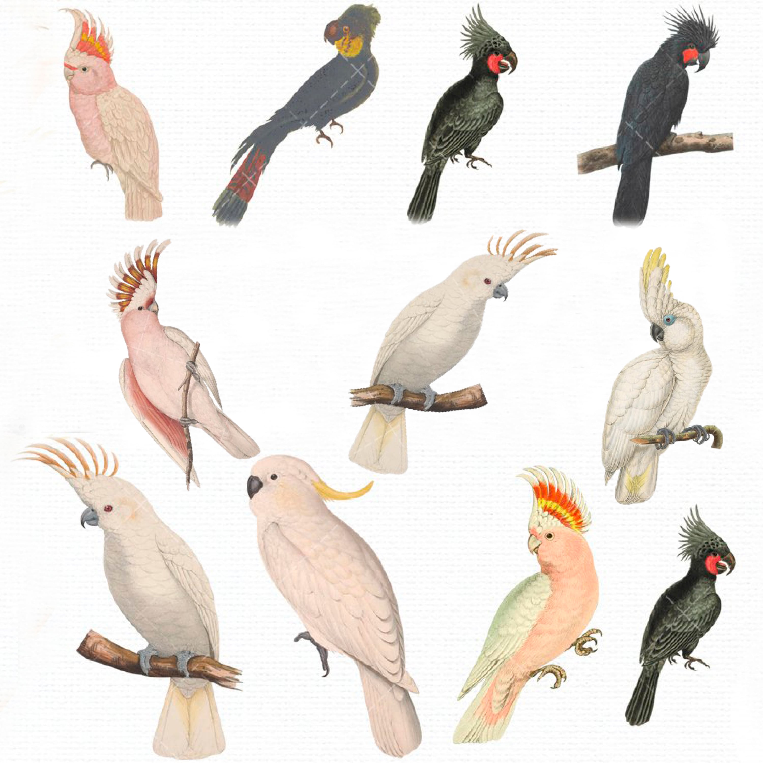 Cockatoo Vintage Bird illustration Clip Art, Clipart cover.