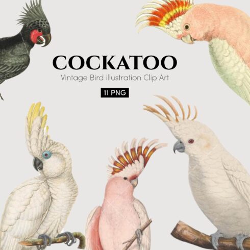 Cockatoo Vintage Bird illustration Clip Art, Clipart.