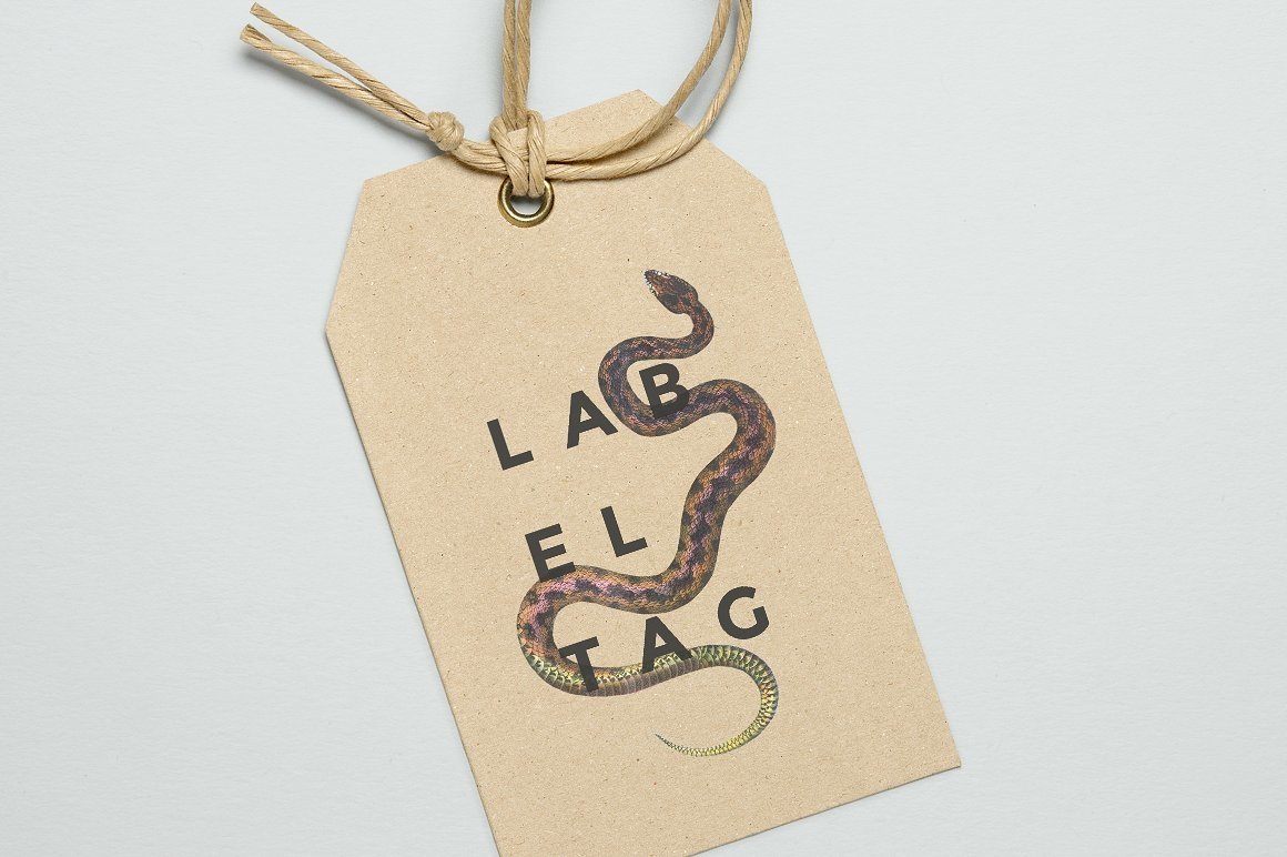 Label with the image of a fabulously beautiful common european viper.