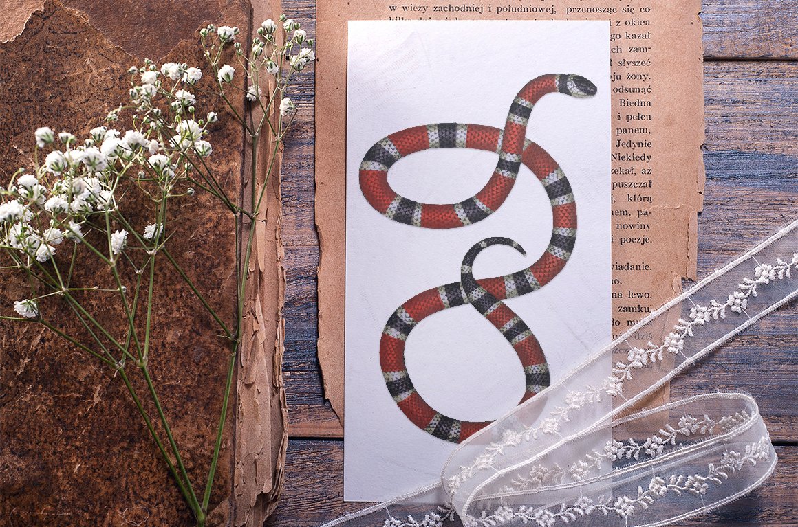 Leaflet with the image of a fabulously beautiful coral earth snake.