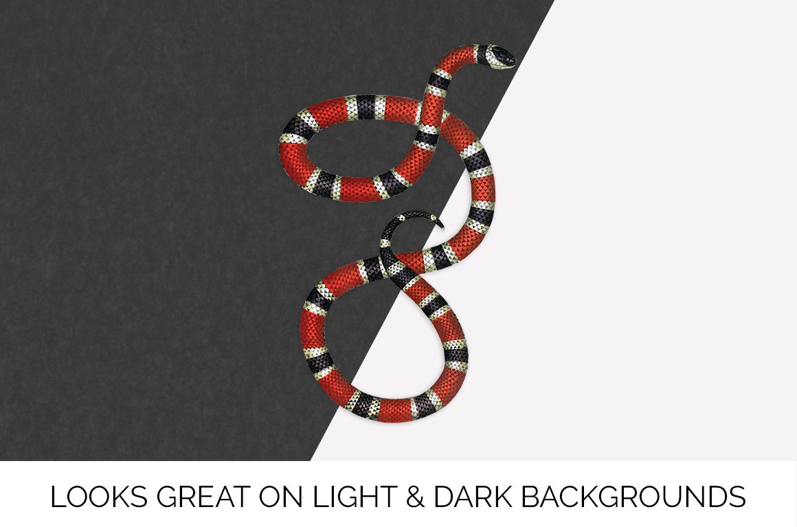 Charming coral earth snake on a black and white background.