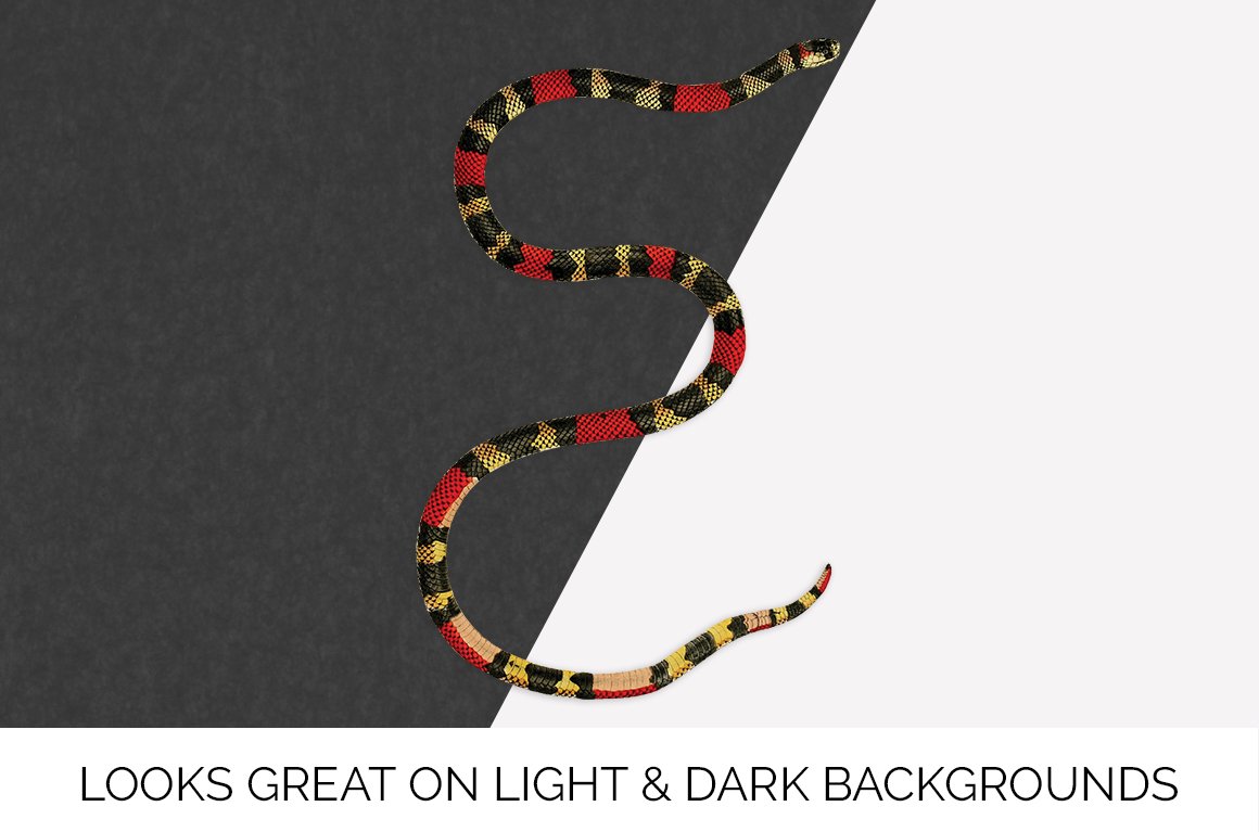 Charming coral snake on a black and white background.